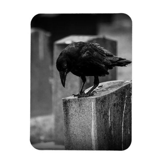 Falling Friedhof Crow Magnet (Vertikal)