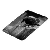 Falling Friedhof Crow Magnet (Linke Seite)