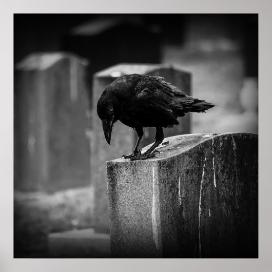 Falling Friedhof Crow Poster (Vorne)