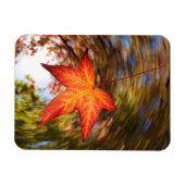 Falling Leaf from a tree in autumn Magnet (Horizontal)