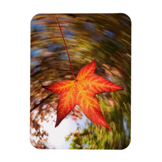 Falling Leaf from a tree in autumn Magnet (Vertikal)
