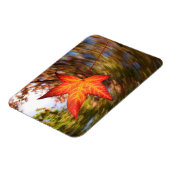 Falling Leaf from a tree in autumn Magnet (Linke Seite)
