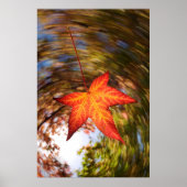 Falling Leaf from a tree in autumn Poster (Vorne)