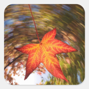 Falling Leaf from a tree in autumn Quadratischer Aufkleber