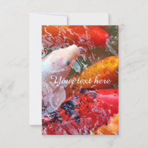 Falln Ansammlung Koi