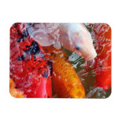Falln Ansammlung Koi Magnet (Horizontal)