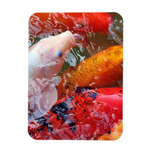 Falln Ansammlung Koi Magnet