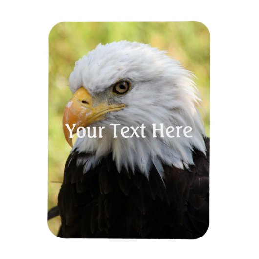 Falln Bald Eagle Liberty Magnet (Vertikal)