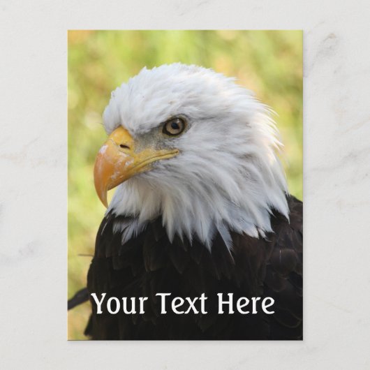 Falln Bald Eagle Liberty Postkarte (Vorderseite)