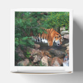 Falln Drink Tiger Geschenkschachtel (Oben)