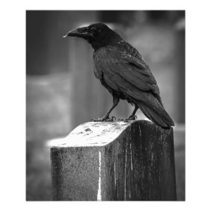 Falln fand eine Feder Fotodruck