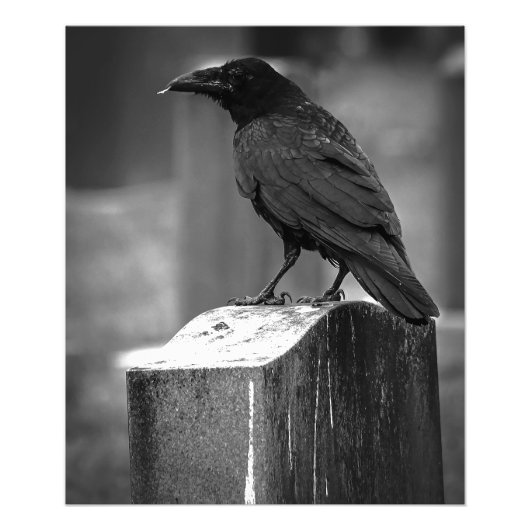 Falln fand eine Feder Fotodruck (Vorne)