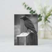 Falln fand eine Feder Postkarte (Stehend Vorderseite)