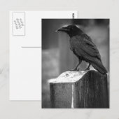 Falln fand eine Feder Postkarte (Vorne/Hinten)