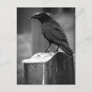 Falln fand eine Feder Postkarte