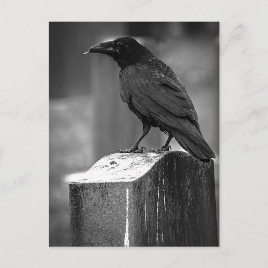 Falln fand eine Feder Postkarte (Vorderseite)