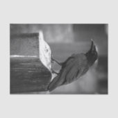 Falln fand eine Feder Seidenpapier (Vorderseite)