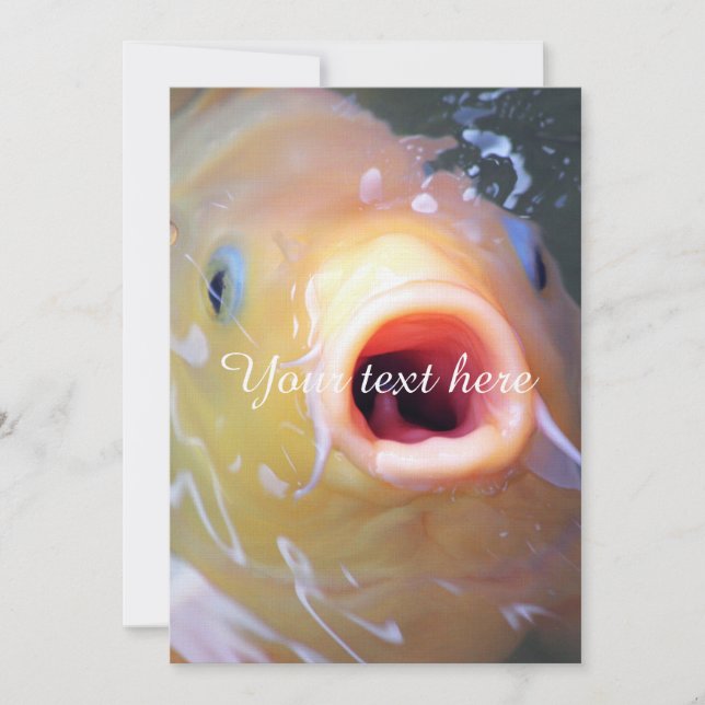 Falln Singing Ghost Koi (Vorderseite)