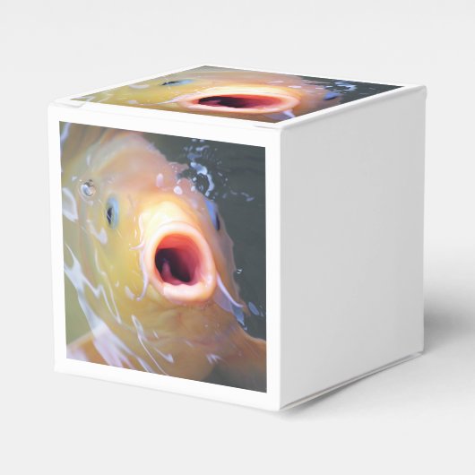 Falln Singing Ghost Koi Geschenkschachtel (Vorderseite)