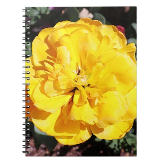 Falln Sunshine Notizblock (Vorderseite)