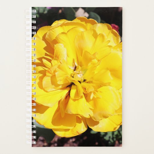 Falln Sunshine Planer (Vorderseite)