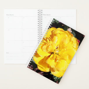 Falln Sunshine Planer
