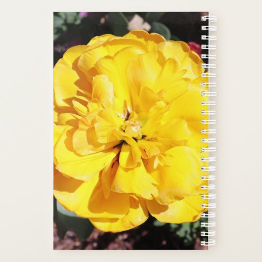 Falln Sunshine Planer (Rückseite)