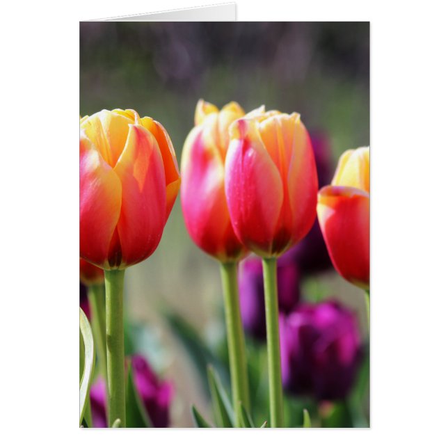 Falln Tulips Aflm (Vorne)