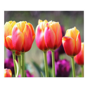 Falln Tulips Aflm Fotodruck