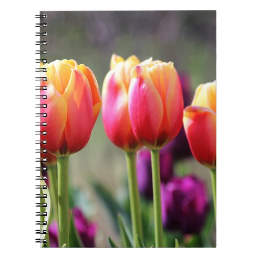 Falln Tulips Aflm Notizblock (Vorderseite)