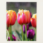 Falln Tulips Aflm Planer (Vorderseite)