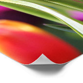 Falln Tulips Aflm Poster (Ecke)