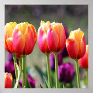 Falln Tulips Aflm Poster