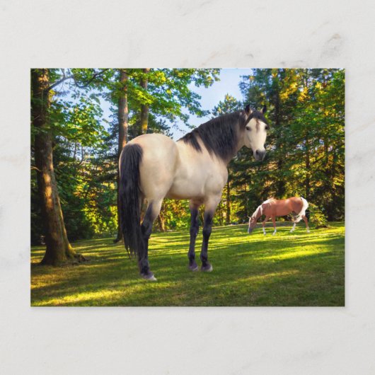 "Fallon" Postkarte (Vorderseite)