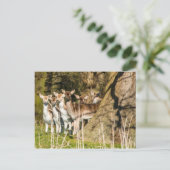 Fallow Deer at Holkham park in Norfolk England Postkarte (Stehend Vorderseite)