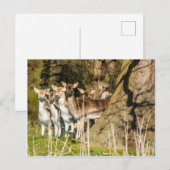 Fallow Deer at Holkham park in Norfolk England Postkarte (Vorne/Hinten)