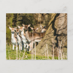 Fallow Deer at Holkham park in Norfolk England Postkarte
