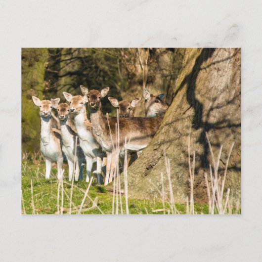 Fallow Deer at Holkham park in Norfolk England Postkarte (Vorderseite)