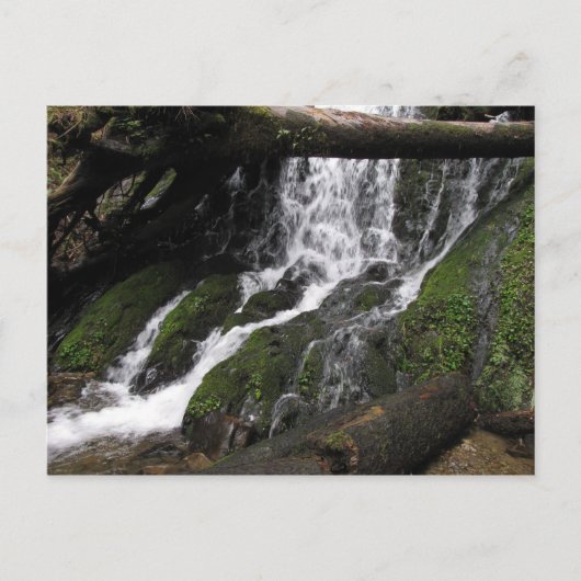 Falls in Redwood Staat Park Postkarte (Vorderseite)