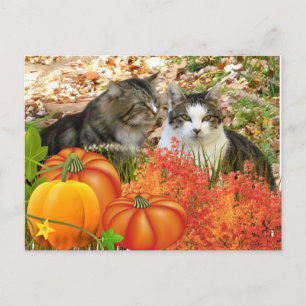 Falls Season Cats und Pumpkins Postkarte