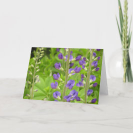 Falsche Indigokarte (Baptisia australis) Feiertagskarte