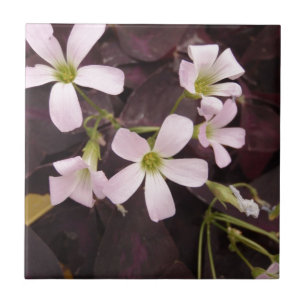 Falsches Kleeblatt Oxalis Triangularis Fliese