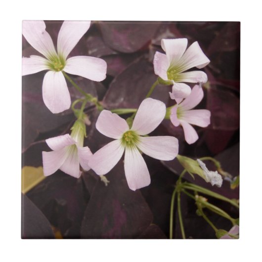 Falsches Kleeblatt Oxalis Triangularis Fliese (Vorderseite)