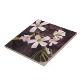 Falsches Kleeblatt Oxalis Triangularis Fliese (Seite)