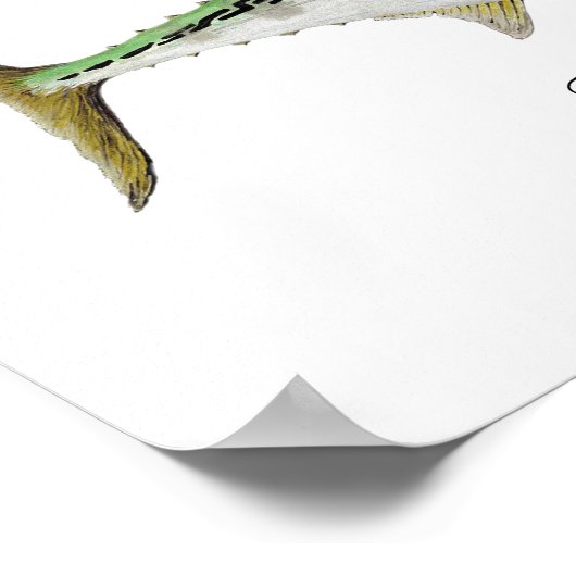 False Albacore Tuna Poster (Ecke)