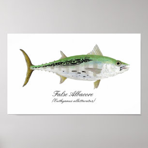 False Albacore Tuna Poster