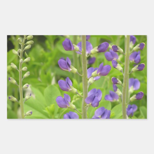 False Indigo (Baptisia australis) Rechteckiger Aufkleber (Vorderseite)