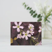 False Kleeblatt Oxalis Triangularis Postkarte (Stehend Vorderseite)