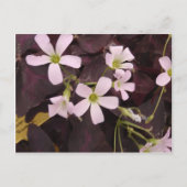 False Kleeblatt Oxalis Triangularis Postkarte (Vorderseite)