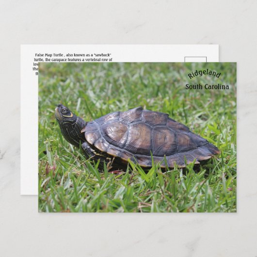False Map Turtle Ridgeland Sc Postkarte (Vorne/Hinten)